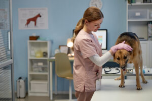 Imagen de Veterinaria y perro